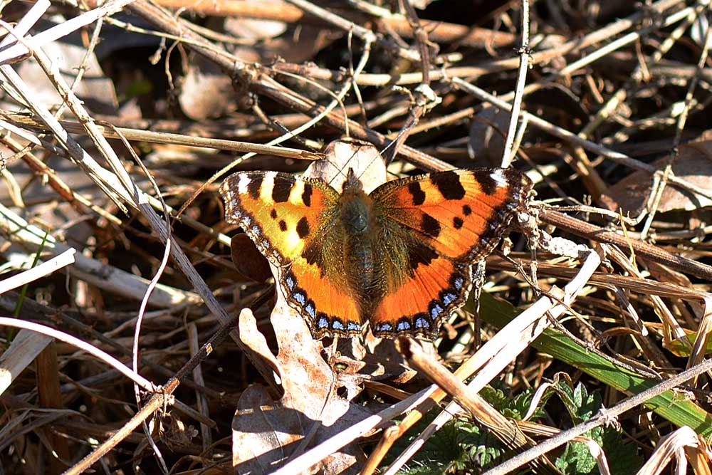 Aglais urticae, Nymphalidae